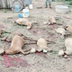 Illustration for article titled In Mexico, chupacabras are blamed for 300 goat beheadings